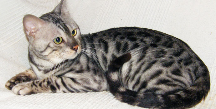 Silverglam Gandalf The Grey Of Sittingpretty