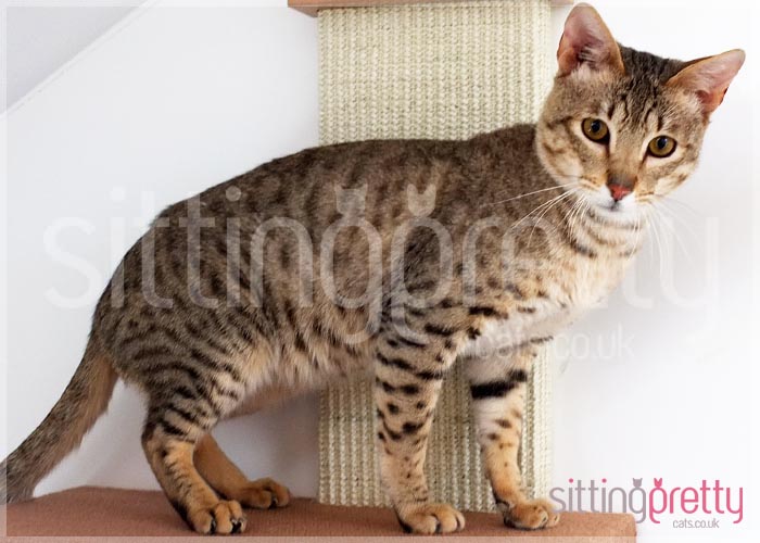 F5 SBT Brown spotted savannah boy