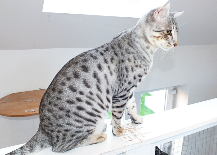 F4 SBT Silver spotted Savannah boy Sittingpretty Sol-Monath