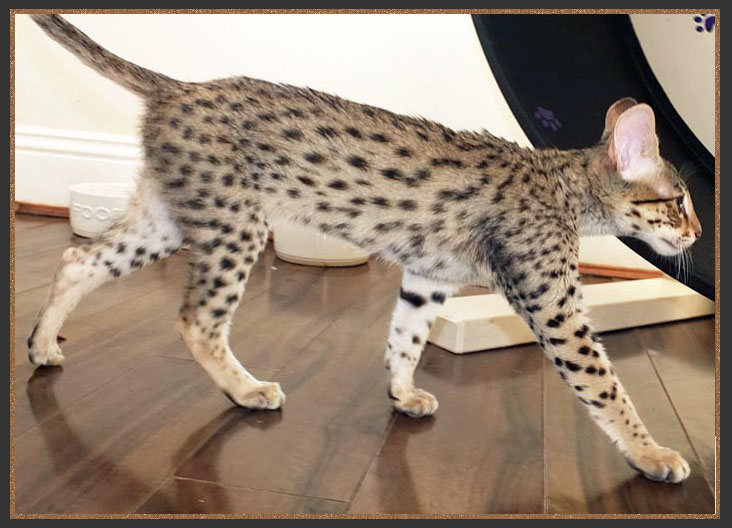 The Savannah Cat