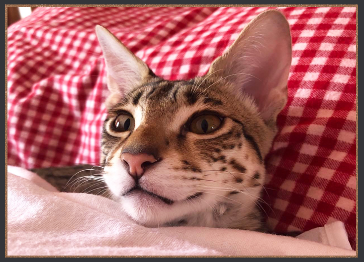 Sittingpretty Boots tucked into bed