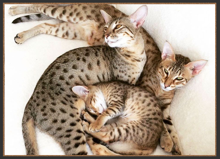 Brown spotted Savannah cats