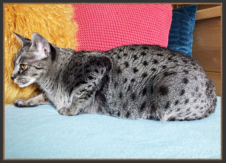 Cool brown spotted Savannah cat