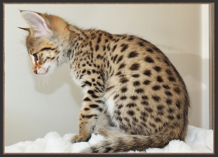 Brown spotted Savannah cat