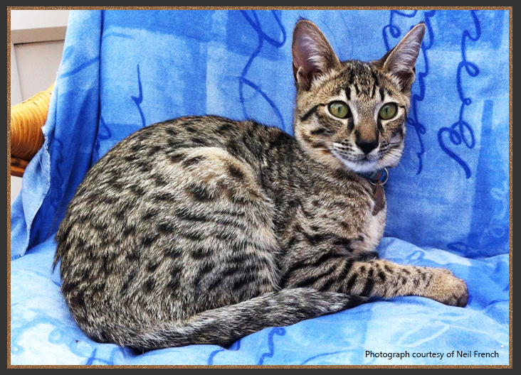 Cool brown spotted Savannah cat