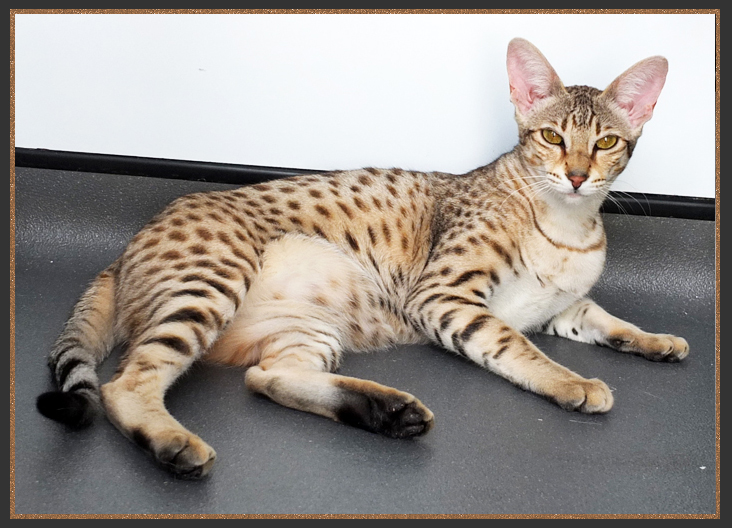 Brown spotted Savannah cat