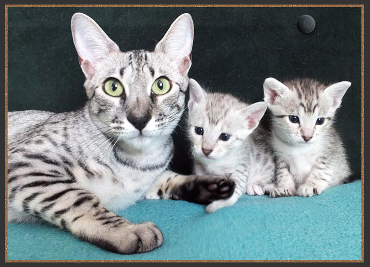 Silver Savannah cats