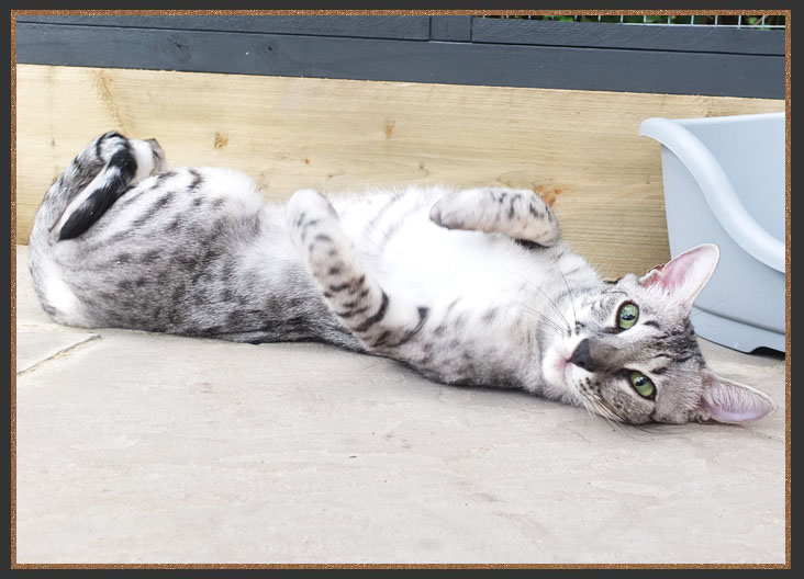 Silver Savannah cat