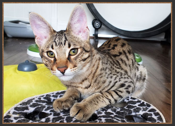 The Savannah cat