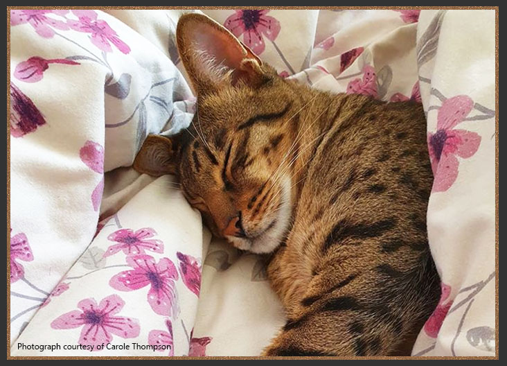 Sittingpretty Dennis The Menace tucked into bed