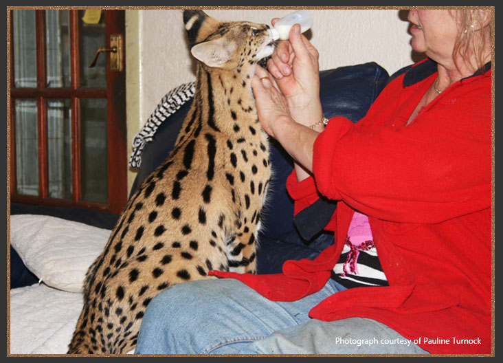 African serval Asita