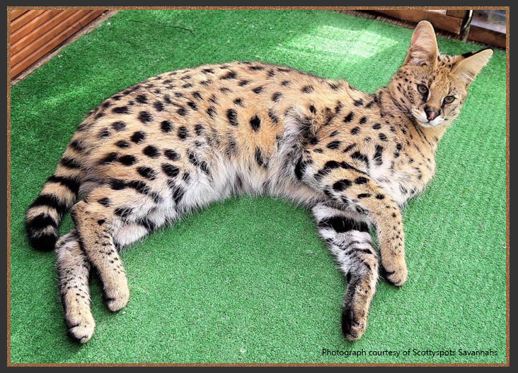 The African Serval