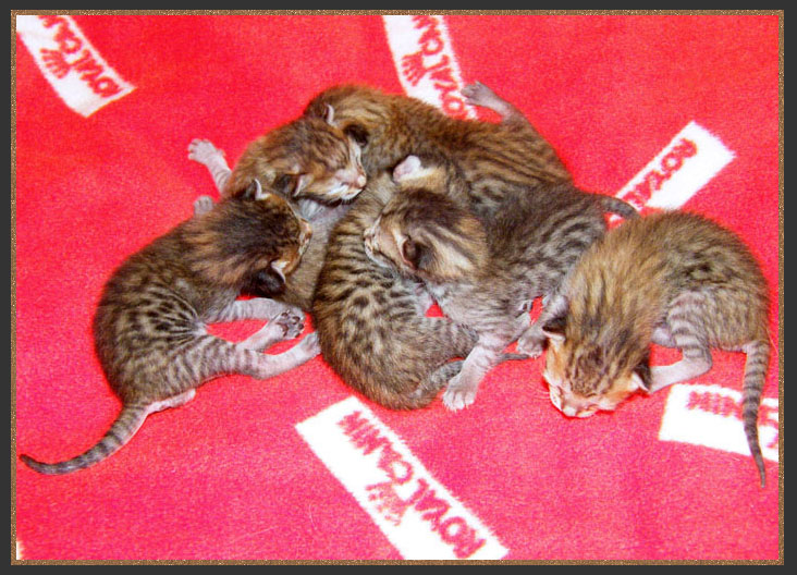 My first ever litter of Savannah cats