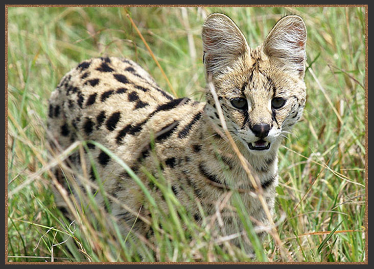 The African Serval