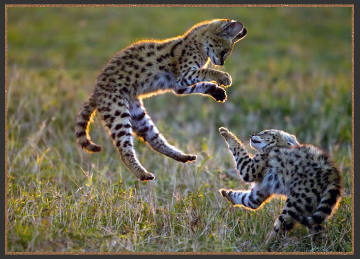 The African Serval