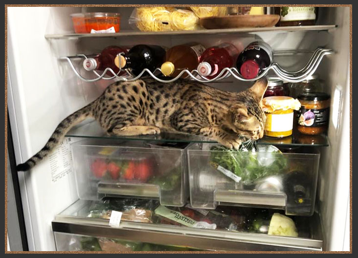 Sittingpretty Maneki Neko sat in the fridge