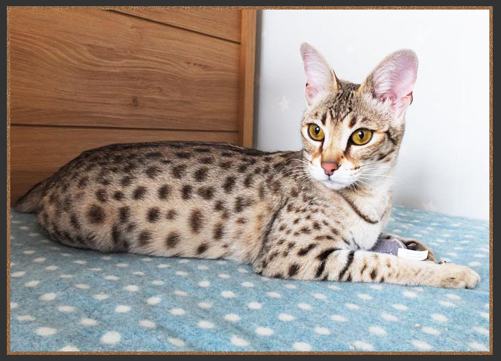 The Savannah cat