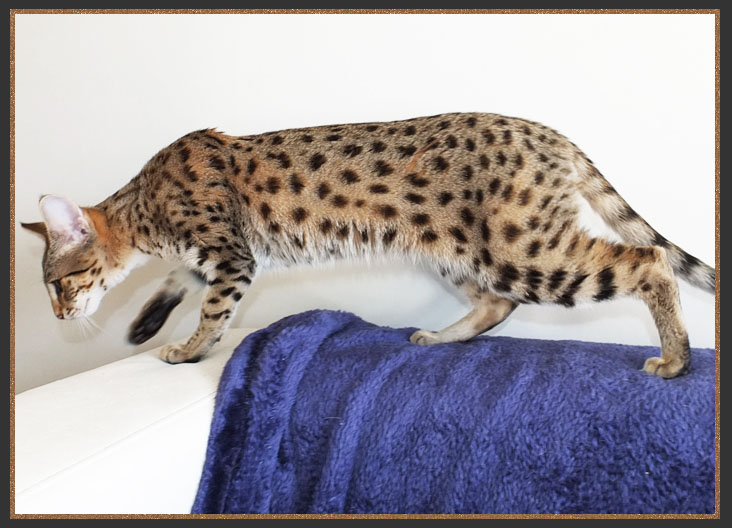 F3 Savannah cat