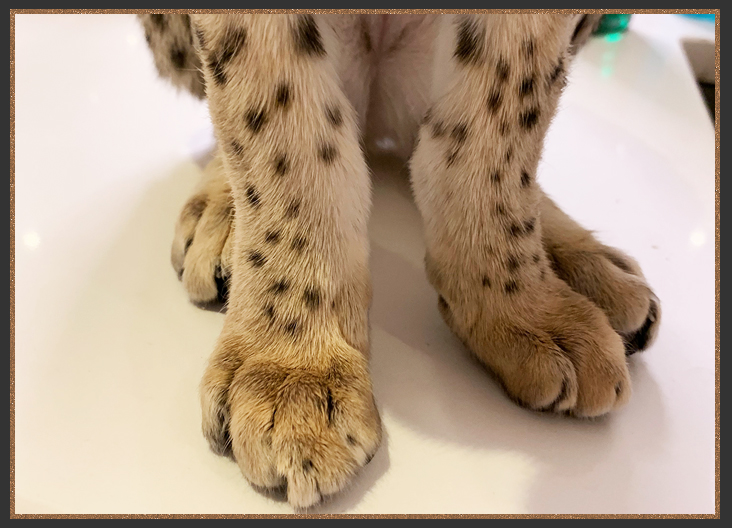 Savannah feet