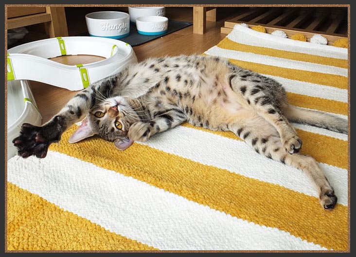 Sittingpretty Cheetara