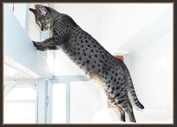 Gayzette Cinderella Of Sittingpretty