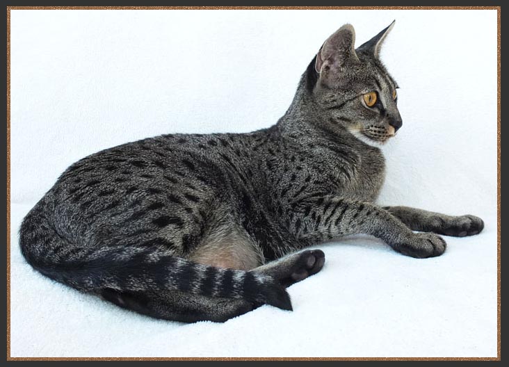 Gayzette Cinderella Of Sittingpretty