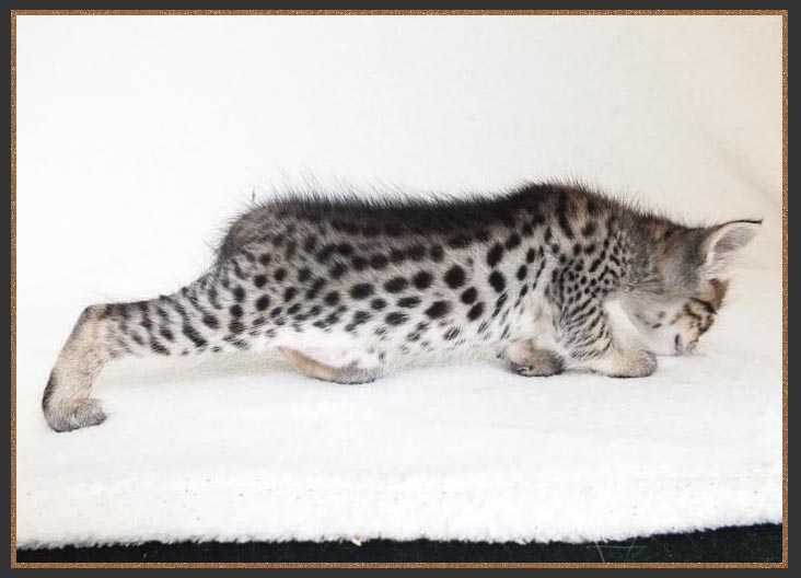 F6 SBT Brown spotted Savannah kitten