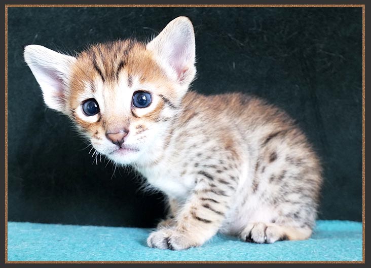 F6 SBT Brown spotted Savannah kitten