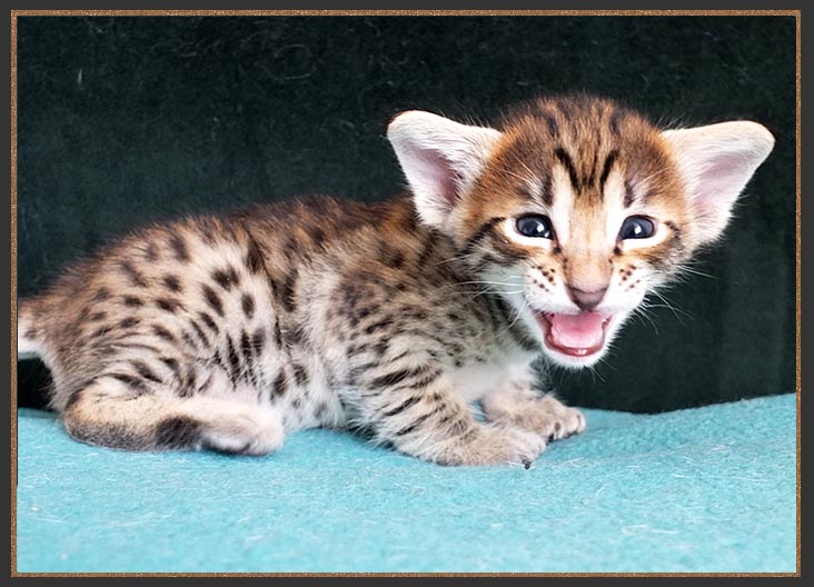 F6 SBT Brown spotted Savannah kitten