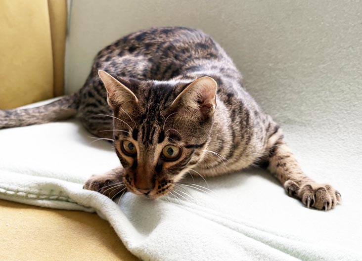 F5 SBT Savannah kittens