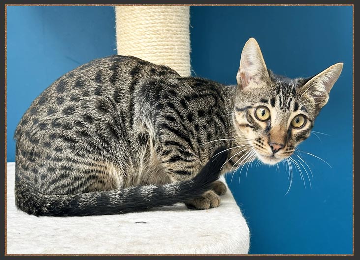 Savannah cats and kittens for sale