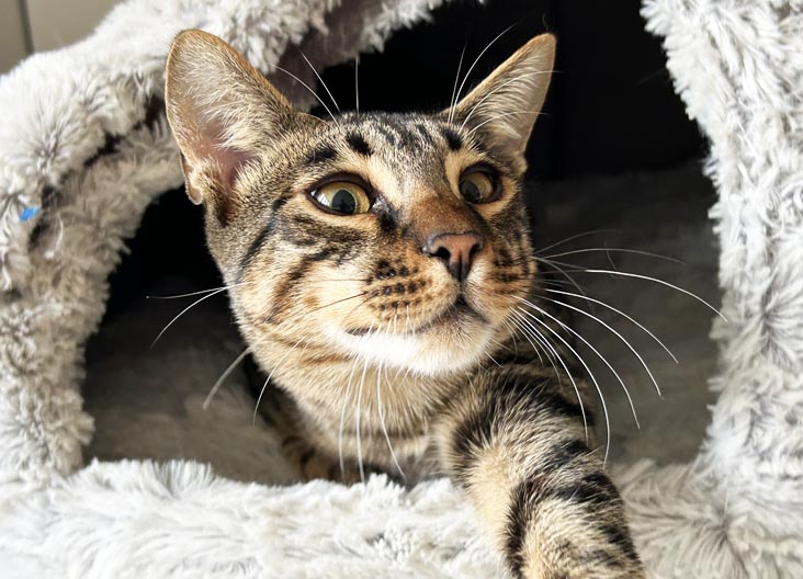 F5 SBT Savannah kittens