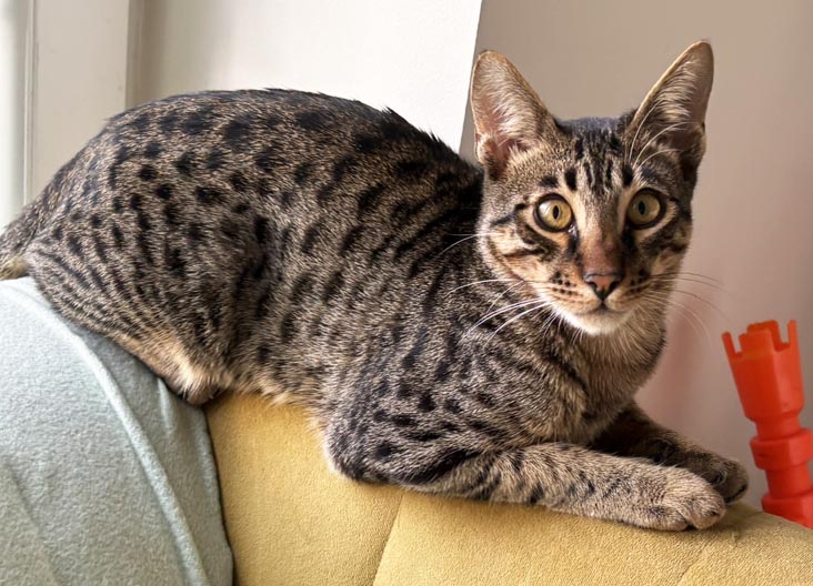 F5 SBT Savannah kittens