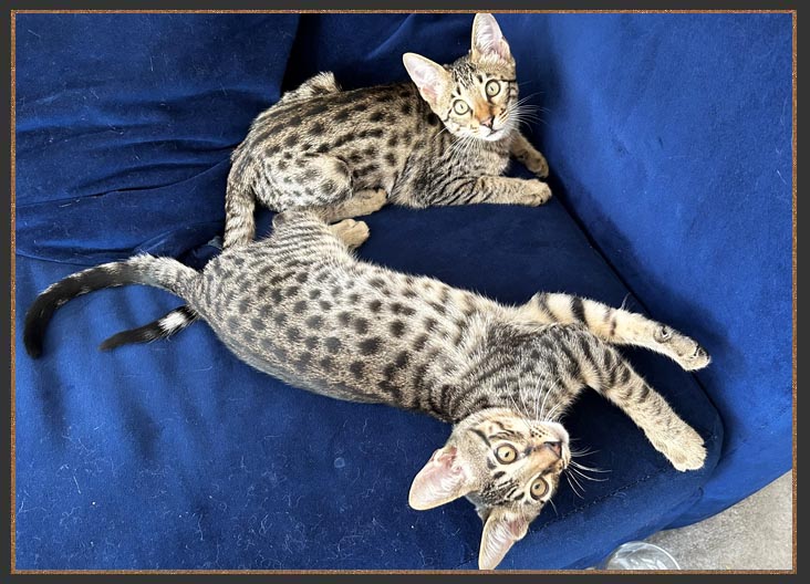 Savannah cats and kittens for sale
