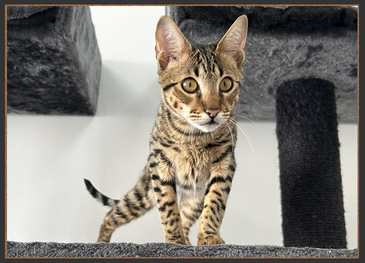 Savannah cats and kittens for sale