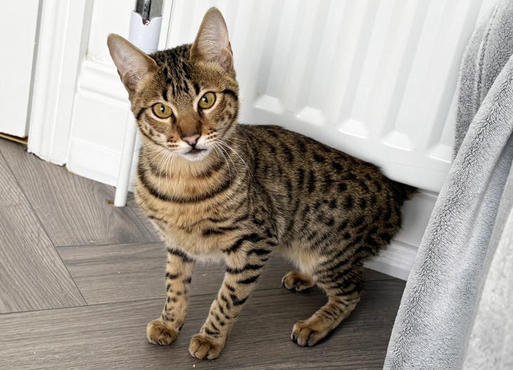 F5 SBT Savannah female