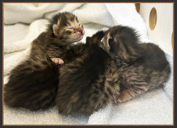 F5 SBT Savannah kittens