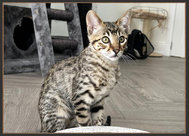 F5 Savannah Cat For Sale Uk