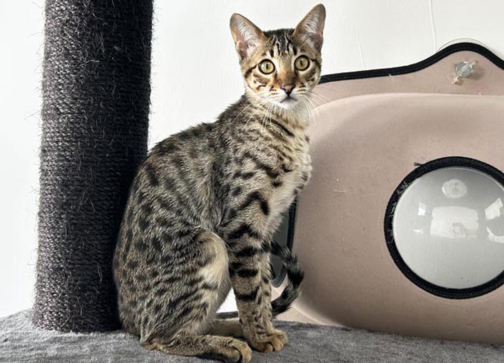 F5 SBT Savannah kittens