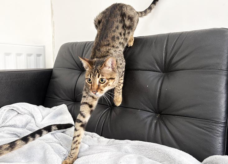 F5 SBT Savannah kittens