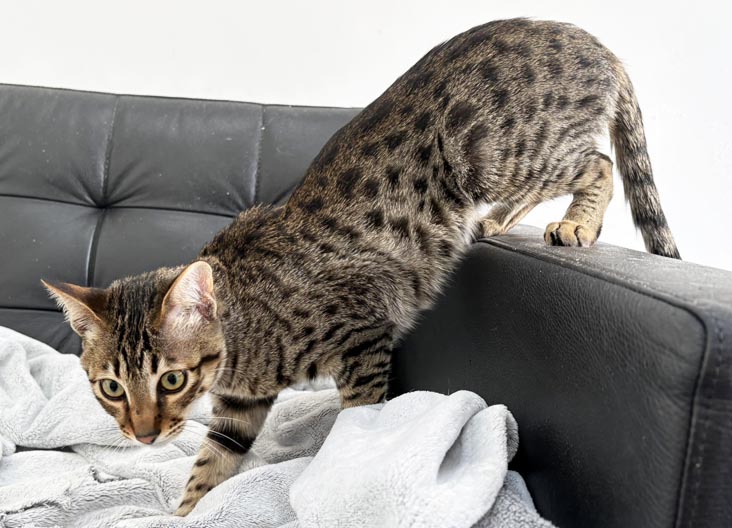 F5 SBT Savannah kittens