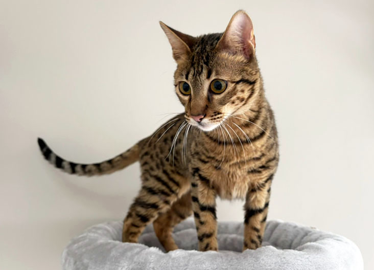 F5 SBT Savannah female