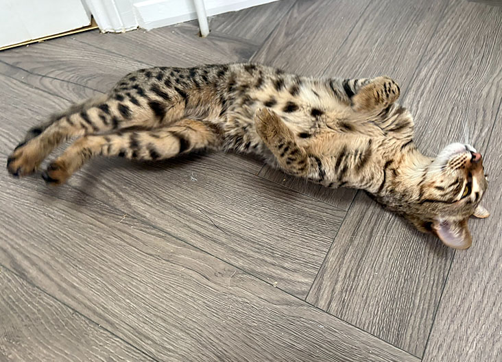 F5 SBT Savannah kittens