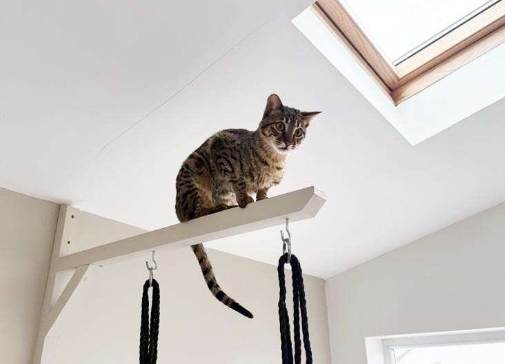 F5 SBT Savannah kittens