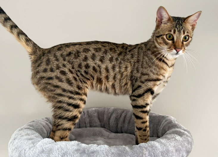 F5 SBT Savannah kittens