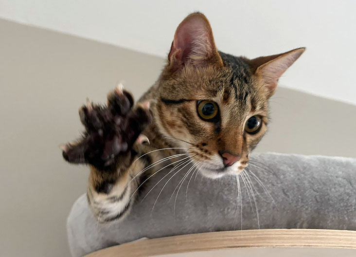 F5 SBT Savannah kittens